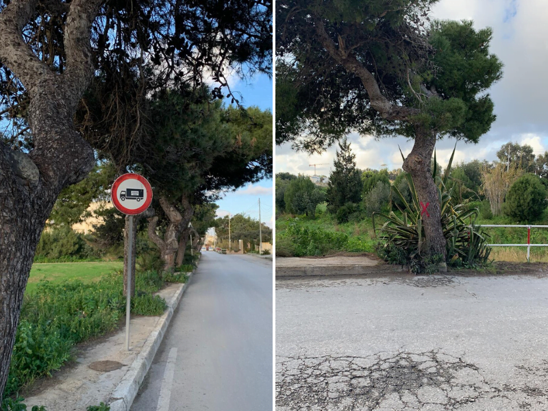 Central Link trees to be uprooted opposite Pit Stop Malta